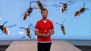 Der Moderator im SZ-Studio vor dem Bild fliegender Wespen