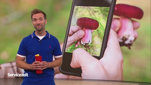 Der Moderator im Studio vor dem Bild eines Smartphones, das einen Pilz scannt
