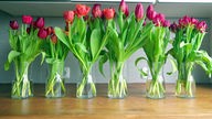 Tulpen —  das harte Geschäft mit der Frühlingsblume 