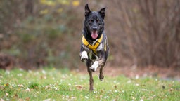 Ein Hund mit trikolorfarbenem Fell läuft über eine Wiese 