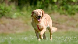 Goldbrauner Hund mit rotem Geschirr läuft hechelnd über eine Wiese
