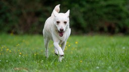 Cremefarbener Hund rennt über eine Wiese