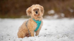 Ein Hund mit beigefarbenem wuscheligem Fell auf einer mit Schnee bedeckten Wiese 