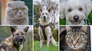 Collage aus drei Hunde- und zwei Katzenbildern
