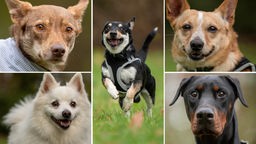 Collage aus fünf Hunden 