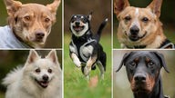 Collage aus fünf Hunden 