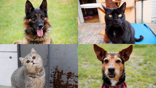 Collage aus vier Tierbildern: oben links ein schwarz-brauner Hund, unten links eine graue Katze, oben rechts eine schwarze Katze und unten rechts ein schwarz-brauner Hund