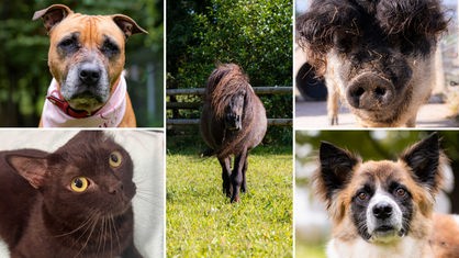 Collage aus fünf Tierbildern: oben links ein braun-weißer Hund, unten links eine braune Katze, in der Mitte ein braunes Pony, oben rechts ein schwarzes Schwein und unten rechts ein dreifarbiger Hund