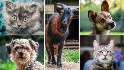Collage aus fünf Tierbildern: oben links eine graue Katze, unten links ein brauner Hund, in der Mitte eine braune Ziege, oben rechts ein braun-schwarzer Hund und unten rechts eine getigerte Katze