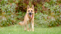 Ein Hund mit hellbraun-schwarzem Fell steht hechelnd auf einer Wiese 