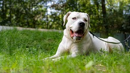 Großer Hund mit weißem Fell und rötlichen Augen sitzt angeleint auf einer Wiese 