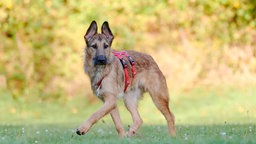 Ein Hund mit hellbraunem Fell und rotem Geschirr steht auf einer Wiese 