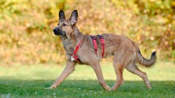 Ein Hund mit hellbraunem Fell und rotem Geschirr geht über eine Wiese 