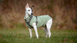 Weißer Hund mit Abzeichen und einem grünen Mantel steht seitlich auf einer Wiese