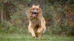 Großer Hund mit langem hellbraunem Fell läuft hechelnd über eine Wiese 