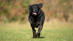 Ein schwarzer Hund läuft über eine Wiese