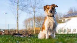 Hund mit rotbraun-weißem langem Fell sitzt auf einer Wiese und schaut in die Kamera 