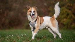 Ein tricolorfarbener Hund steht auf einer Wiese und schaut in Richtung Kamera 