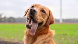 Hund mit blondem Fell schaut mit herausgestreckter Zunge an der Kamera vorbei 