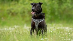 Großer schwarzer Hund mit einem grauen eschirr und einem schwarzen Halsband sitzt hechelnd auf einer Wiese