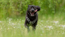 Großer schwarzer Hund mit einem grauen Geschirr rennt hechelnd über eine Wiese