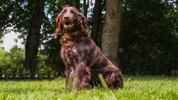 Brauner Hund sitzt auf einer Wiese in der Sonne