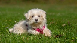 Ein kleiner Hund mit weißem langem Fell liegt auf einer Wiese 