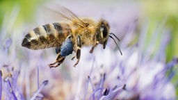 Das Bild zeigt eine Biene auf einer Blumenwiese.