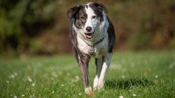 Ein Hund mit dunkel gestromt-weißem Fell auf einer Wiese 