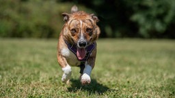 Kleiner Hund mit braungestromt weißem Fell läuft hechelnd über eine Wiese 