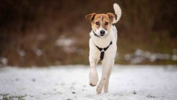 Ein Hund mit weißem Fell und braunen Flecken auf einer mit Schnee bedeckten Wiese 