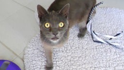 Katze mit blauem Fell steht auf einem weißem Teppich und schaut hoch zur Kamera 