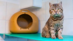 Katze mit getigertem Fell sitzt auf einem türkisfarbenen Brett und schaut in Richtung Kamera 