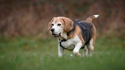 Übergewichtiger Hund mit dreifarbigem Fell läuft über eine Wiese 