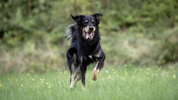 Hund mit schwarz-braunem Fell läuft über eine Wiese 