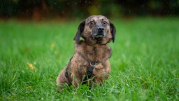 Ein brauner Hund auf einer Wiese 