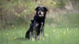 Hund mit schwarz-braunem Fell sitzt auf einer Wiese 