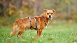 Ein mittelgroßer Hund mit braunem Fell und Unterbiss auf einer Wiese 