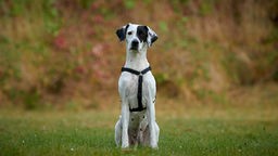 Hund mit weißem Fell und schwarzen Abzeichen sitzt auf einer Wiese und schaut in Richtung Kamera 