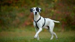 Hund mit weißem Fell und schwarzen Abzeichen läuft über eine Wiese und schaut in Richtung Kamera 