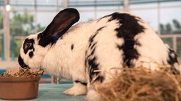 Ein großes Kaninchen mit weiß-schwarzem Fell in seitlicher Aufnahme 