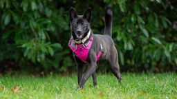 Ein schwarzer Hund mit pinkem Geschirr steht seitlich auf einer Wiese
