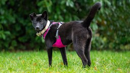 Ein schwarzer Hund mit pinkem Geschirr steht seitlich auf eine Wiese