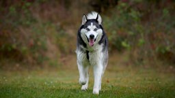 Hund mit dunkelgrau-weißem Fell und eisblauen Augen läuft hechelnd über eine Wiese und schaut in Richtung Kamera 