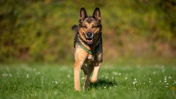 Ein Hund mit schwarz-braunem Fell läuft über eine Wiese