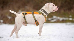 Ein Hund mit weißem Fell steht seitlich auf einer mit Schnee bedeckten Wiese 