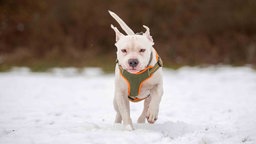 Ein Hund mit weißem Fell auf einer mit Schnee bedeckten Wiese 