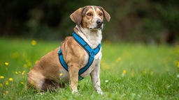 Dreifarbiger Hund mit einem blauen Geschirr sitzt auf einer Wiese