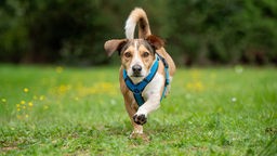 Dreifarbiger Hund mit einem blauen Geschirr rennt über eine Wiese