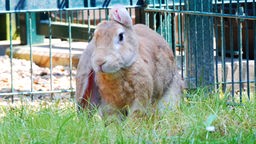 Ein beiger Hase mit einem Ohr sitzt im Gras